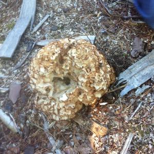 Eastern Cauliflower Mushroom