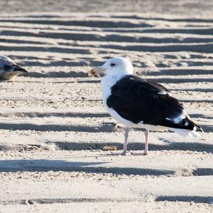 Great Black-backed Gull