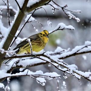 Yellowhammer