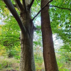 Pedunculate Oak