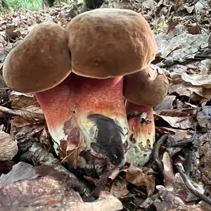 Dotted-stem Bolete