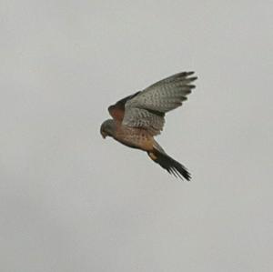 Common Kestrel