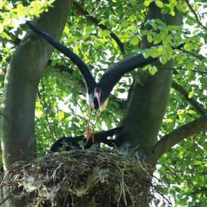 Black Stork