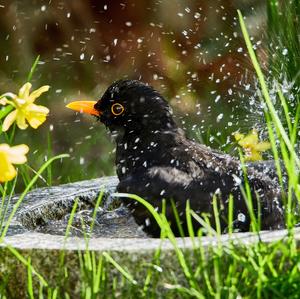 Eurasian Blackbird