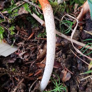 Dog Stinkhorn