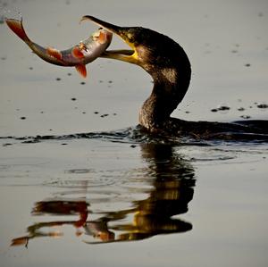 Great Cormorant