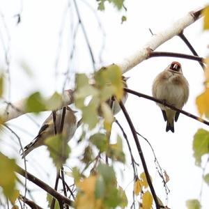 European Goldfinch