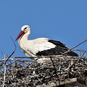 White Stork