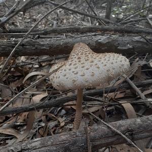 Sharp-scaled Lepiota