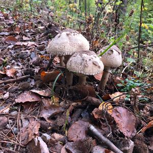 Malodorous Lepiota