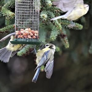 Blue Tit