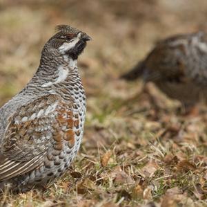 Hazel Grouse