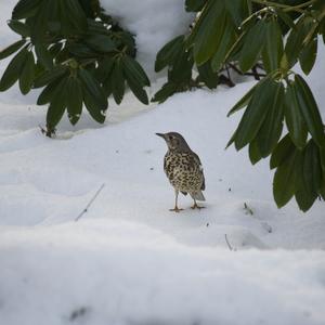 Mistle Thrush