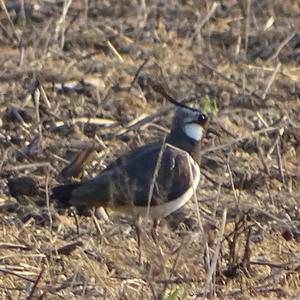 Northern Lapwing