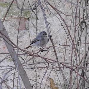 Black Redstart