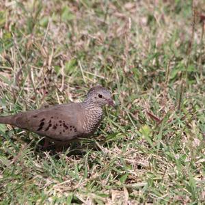 Common Ground-dove