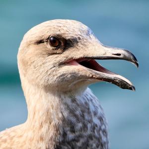 Yellow-legged Gull