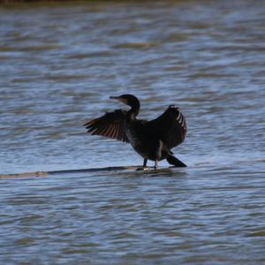 Great Cormorant