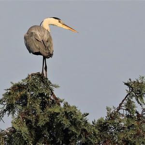 Grey Heron