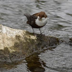 White-throated Dipper