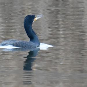 Great Cormorant