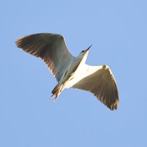 Cattle Egret