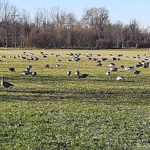 Greylag Goose