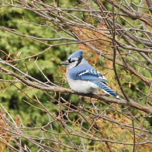 Blue Jay