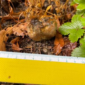 Pigskin Poison Puffball