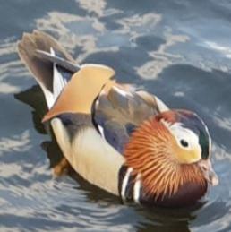 Mandarin Duck