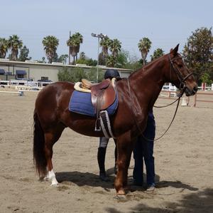 American Quarter Horse