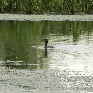 Double-crested Cormorant