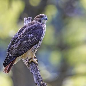 Rotschwanzbussard