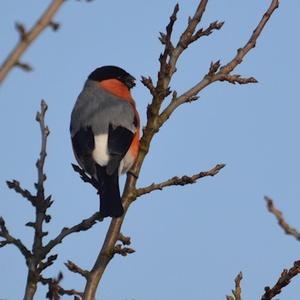 Eurasian Bullfinch