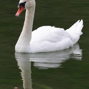 Mute Swan