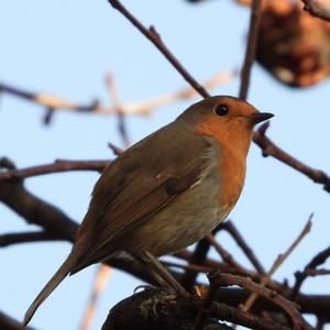 European Robin