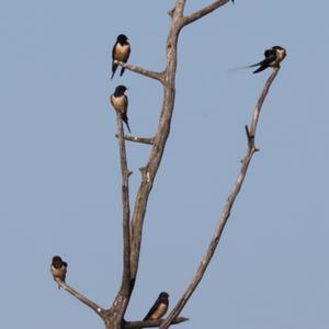 Barn Swallow