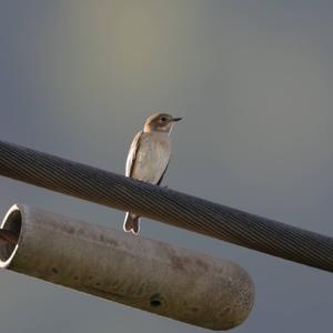 European Pied Flycatcher