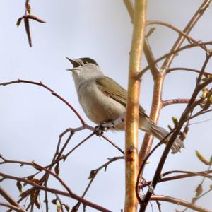 Blackcap