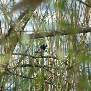 White Wagtail