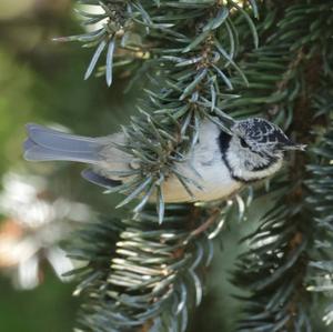 Crested Tit