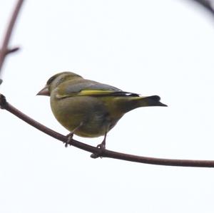 European Greenfinch