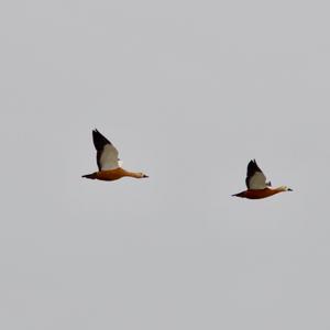 Ruddy Shelduck