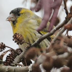 Eurasian Siskin