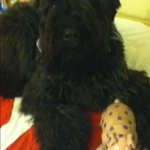 Bouvier des Flandres