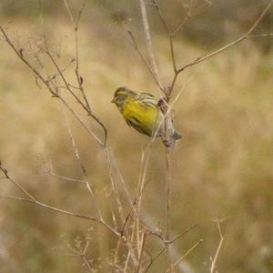 European Serin