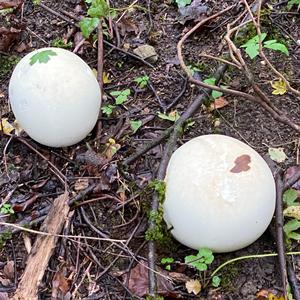 Giant Puffball