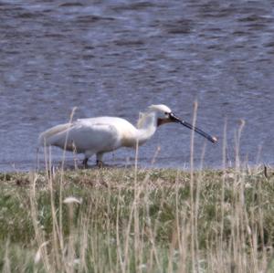 Eurasian Spoonbill