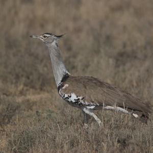 Kori Bustard