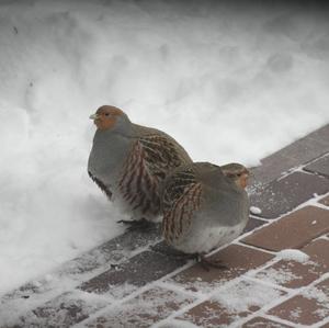 Grey Partridge